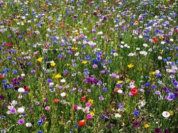  Beautiful wild flower garden 